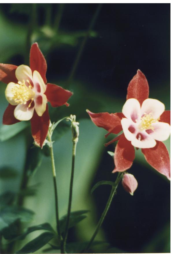 AQUILEGIA2.jpg (42285 byte)