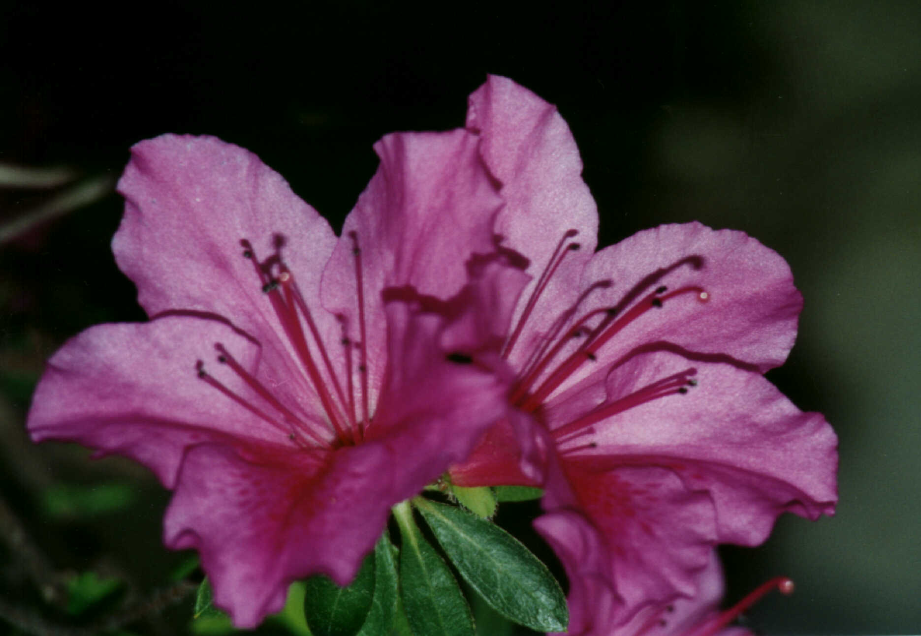 AZALEA2.jpg (151485 byte)