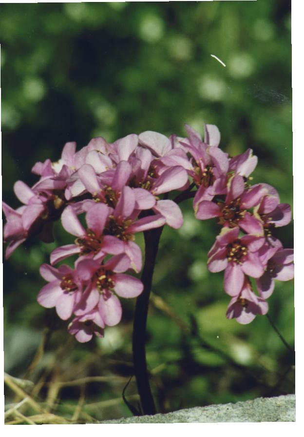 BERGENIA2.jpg (59631 byte)