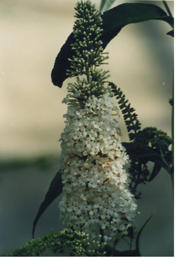 BUDDLEIA2.jpg (52126 byte)