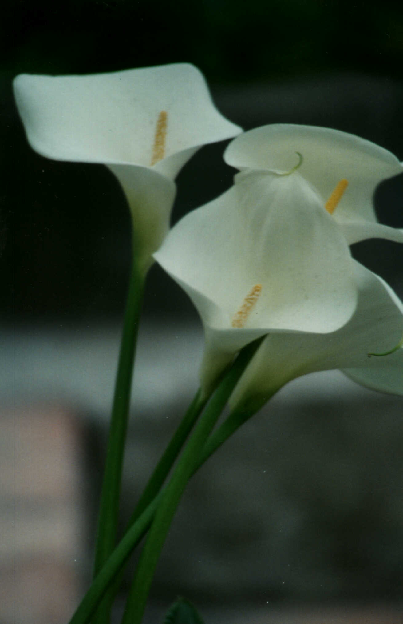 CALLA1.jpg (120271 byte)