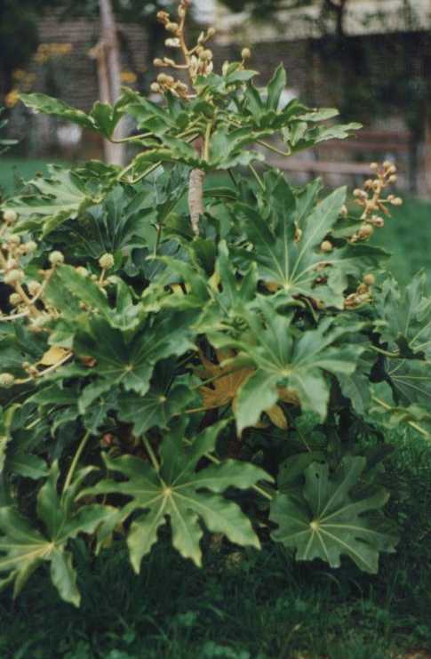 FATSIA1.jpg (40466 byte)