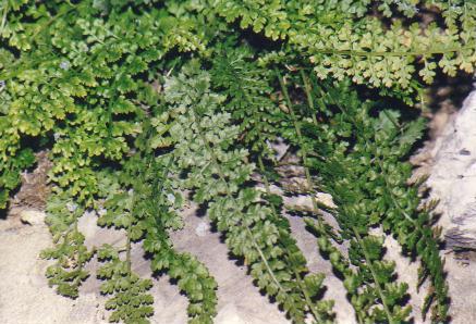 FELCE_ASPLENIUM_FONTANUM1.JPG (49862 byte)