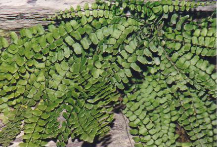 FELCE_ASPLENIUM_TRICOMANE1.JPG (50523 byte)