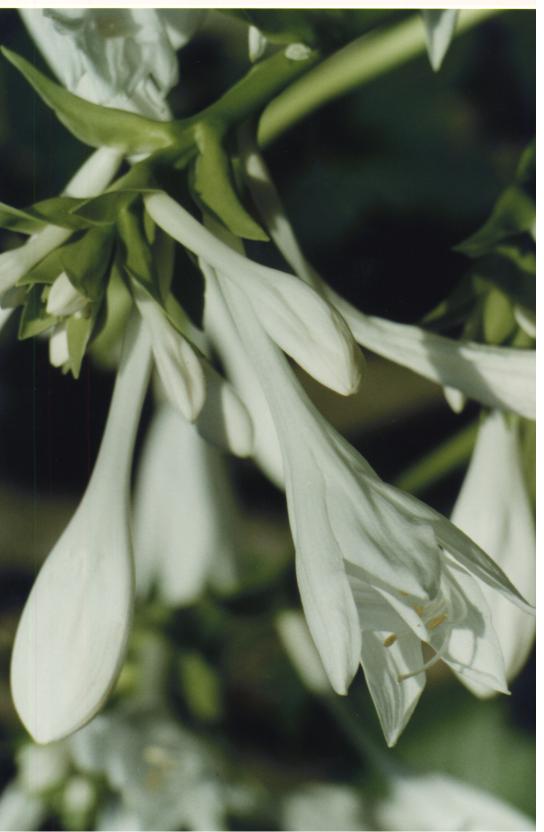 HOSTA_BIANCA1.jpg (40483 byte)