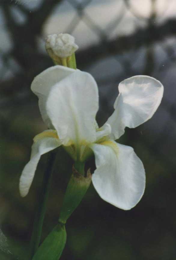 IRIS_GERMANICA2.jpg (21450 byte)