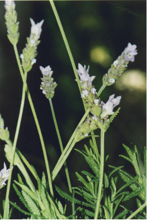 LAVANDA22.jpg (64994 byte)