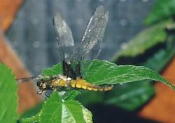 LIBELLULA_DEPRESSA3.JPG (13428 byte)