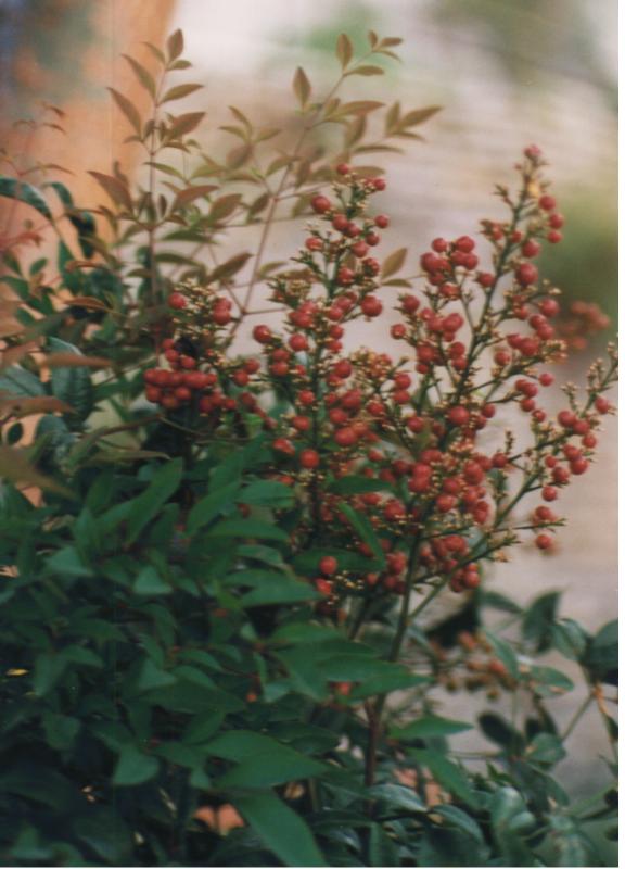 NANDINA2.jpg (59590 byte)