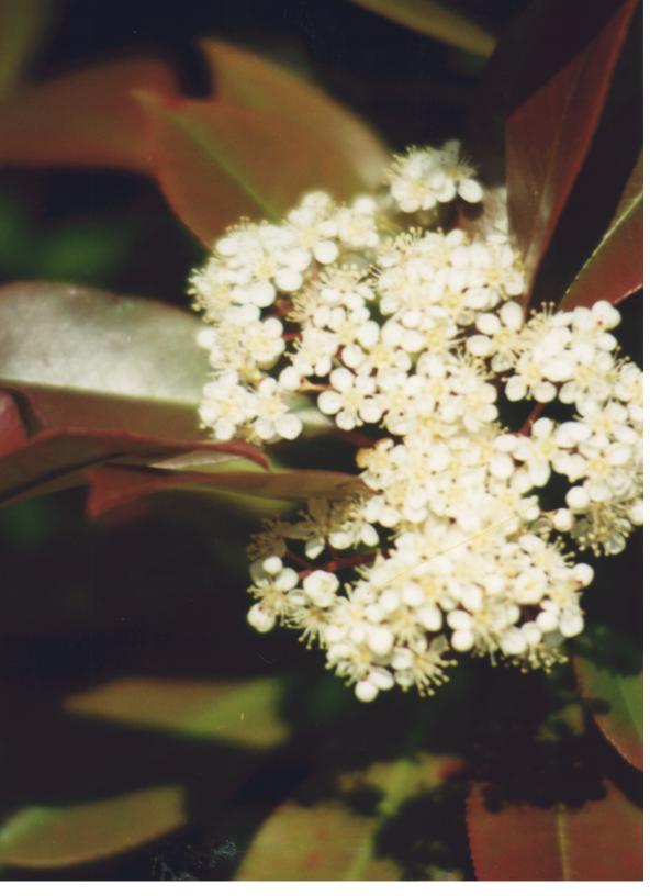 PHOTINIA2.jpg (47735 byte)