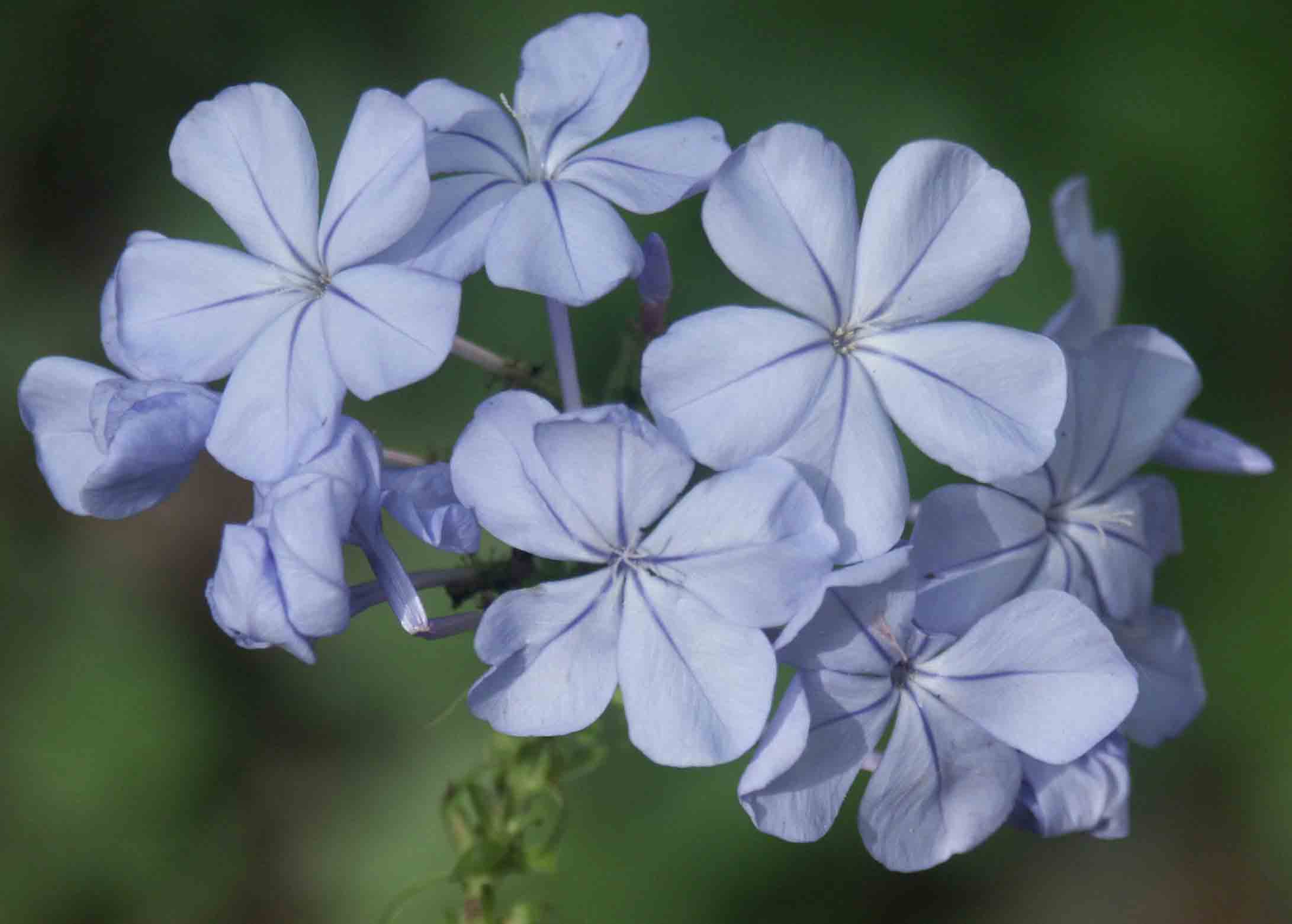 PLUMBAGO2.jpg (54179 byte)