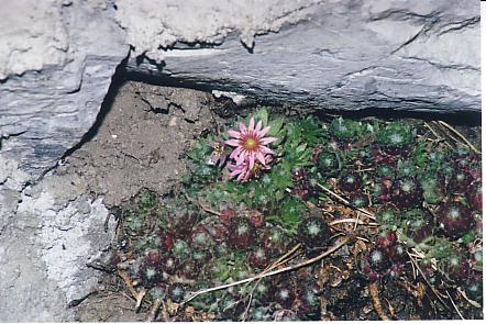 SEMPERVIVUM_ARACHNOIDEUM1.JPG (43894 byte)