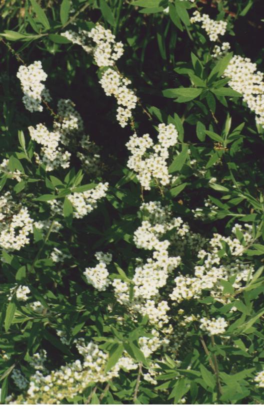 SPIREA_BIANCA1.jpg (84729 byte)