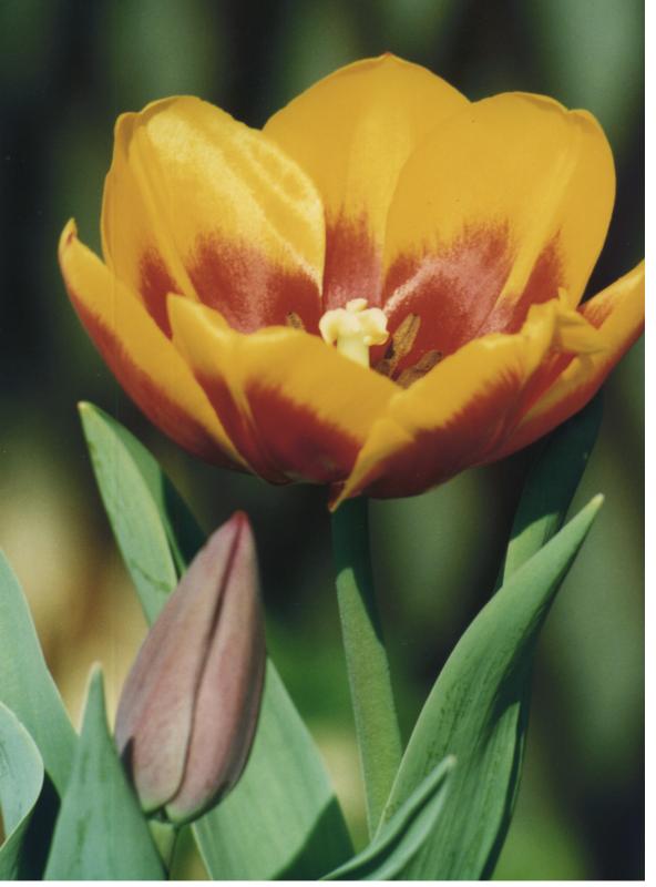 TULIPANO2.jpg (43260 byte)