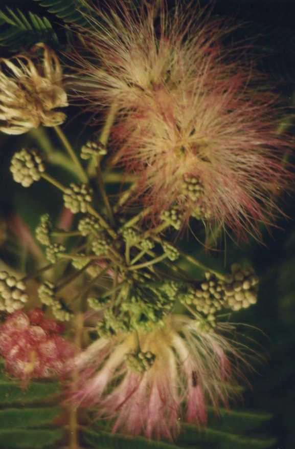 ALBIZIA2.jpg (45373 byte)