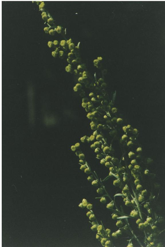 ASSENZIO2.jpg (37118 byte)