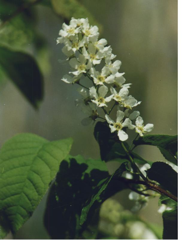 PADO2.jpg (42143 byte)